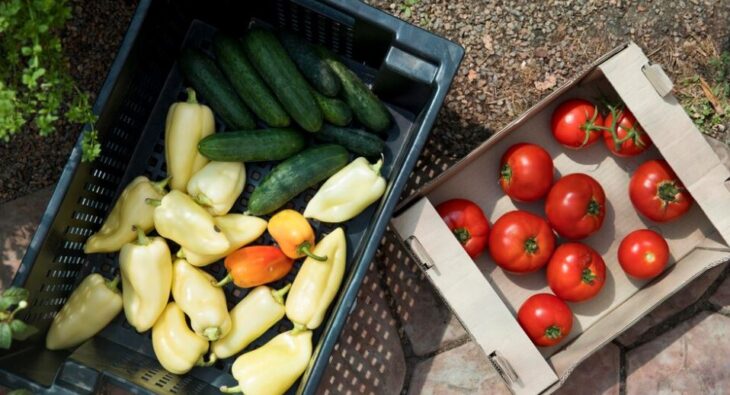 Výrobce Plastových Kontejnerů – bekuplast.cz